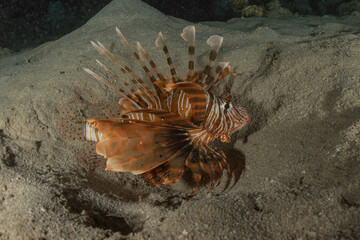 Lion fish in the Red Sea colorful fish, Eilat Israel
