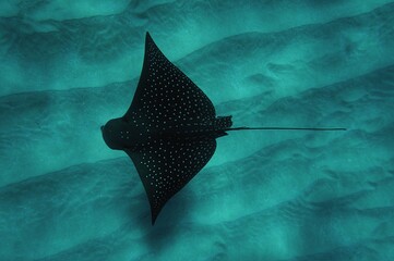 Swimming with Spotted Eagle Rays in Hawaii 