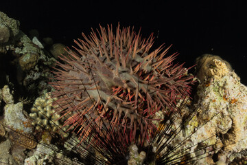 Coral reef and water plants in the Red Sea, Eilat Israel
 