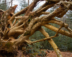 tree roots