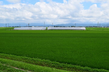 Fototapeta premium ビニールハウスと水田