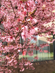 pink cherry blossom in spring