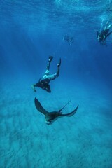 Swimming with Spotted Eagle Rays in Hawaii 