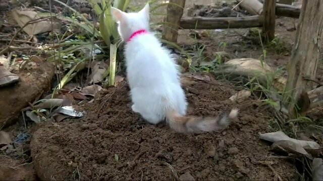 Kitten is pooping outdoor, A white cat with toilet soil, close up capture of kitten digging and excreting, defecating in the garden, young cat taking a dump, crap, shit, poop.