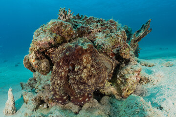 Coral reef and water plants in the Red Sea, Eilat Israel
