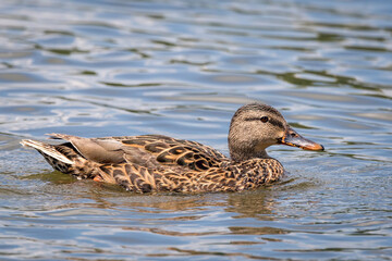Single Female Mallard Duck on Water