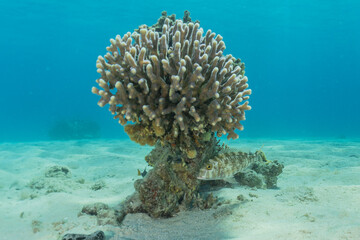 Coral reef and water plants in the Red Sea, Eilat Israel
