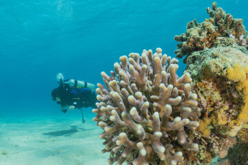 Coral reef and water plants in the Red Sea, Eilat Israel
