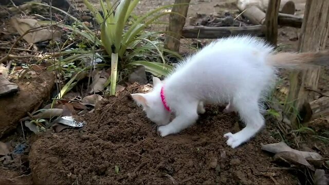 Kitten is pooping outdoor, A white cat with toilet soil, close up capture of kitten digging and excreting, defecating in the garden, young cat taking a dump, crap, shit, poop.