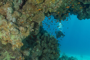 Coral reef and water plants in the Red Sea, Eilat Israel
