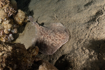 Torpedo sinuspersici On the seabed  in the Red Sea, Israel
