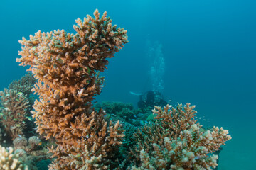 Coral reef and water plants in the Red Sea, Eilat Israel
