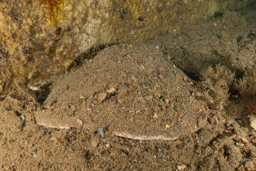 Torpedo sinuspersici On the seabed  in the Red Sea, Israel
