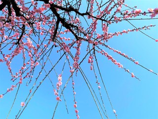 ピンクの梅の花が伸びる枝