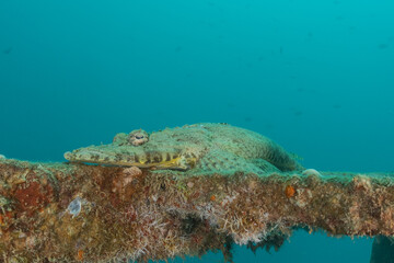 Fototapeta premium Fish swim in the Red Sea, colorful fish, Eilat Israel 