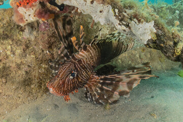 Lion fish in the Red Sea colorful fish, Eilat Israel
