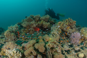 Coral reef and water plants in the Red Sea, Eilat Israel
