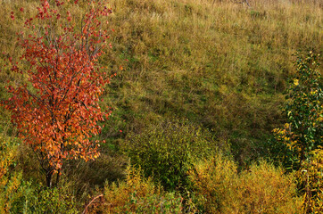A young tree with red leaves against the background of grass, an autumn landscape with a copy space. High quality photo