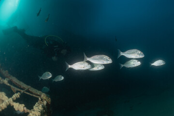 Fototapeta premium Fish swim in the Red Sea, colorful fish, Eilat Israel 