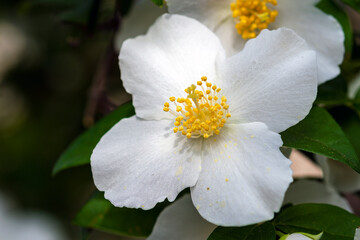 White flower on a spring day!