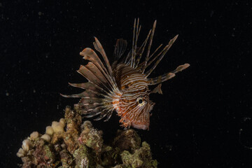 Lion fish in the Red Sea colorful fish, Eilat Israel
