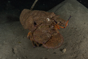 Lobsters in the Red Sea Colorful and beautiful, Eilat Israel
