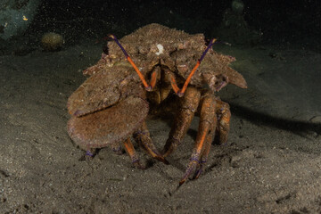 Lobsters in the Red Sea Colorful and beautiful, Eilat Israel
