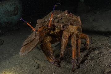 Lobsters in the Red Sea Colorful and beautiful, Eilat Israel
