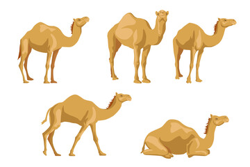 Camels sideways illustrations set. Cartoon collection of wild animals with humps, caravan of dromedary in desert isolated in white background. Africa, tourism concept for poster, flyer or postcard