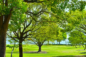 海辺の新緑の公園
