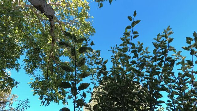 branches of big Boxelder Maple (Acer negundo) tree shot from underneath in sunny backyard