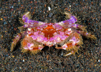 A rare small crab - Lophozozymus incisus. Underwater macro world of Tulamben, Bali, Indonesia.