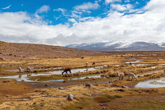 Alpacas (Vicugna pacos) in the Andes altiplano of Peru near Arequipa, Salinas y Aguada Blanca national reserve.
