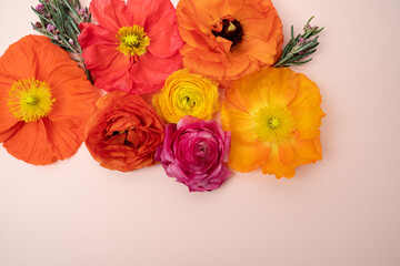 Obraz na płótnie Canvas Beautiful fresh colorful poppy flower flat lay