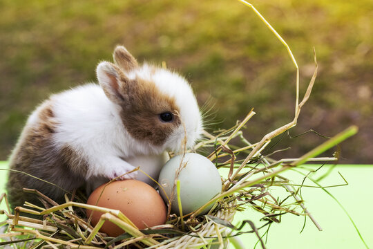 Closeup Shot Of An Adorable Bunny And Aster Eggs On A Blurred Background