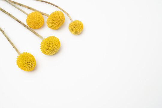 Billy buttons yellow flowers on white background