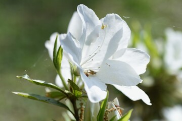 Azalea flowers. Azalea is widely distributed mainly in Asia and is a national flower in Nepal.