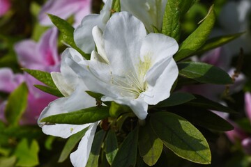 Azalea flowers. Azalea is widely distributed mainly in Asia and is a national flower in Nepal.