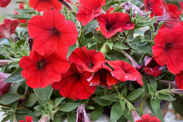 Image full of colourful petunia Petunia hybrida flowers. Flower Bed with red petunias. 