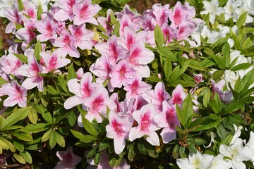 Azalea flowers. Azalea is widely distributed mainly in Asia and is a national flower in Nepal.