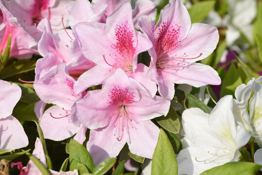 Azalea flowers. Azalea is widely distributed mainly in Asia and is a national flower in Nepal.