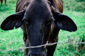 mirada de una vaca negra y triste