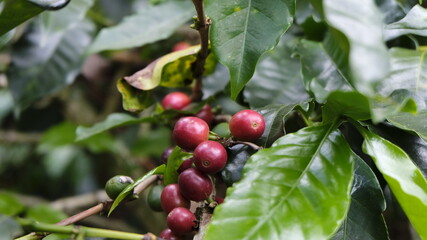 ripe coffee bean