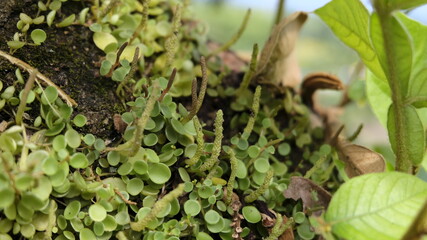 plant growing in the ground