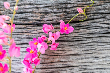 Chain of love flower or Coral Vine flower. Close up pink flower on wooden background.