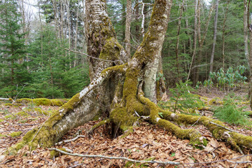 Forest scene with a tree that has extra long exposed roots covered in moss, and two diverging trunks