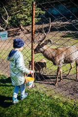 European girl feeding deer with antlers in Altay farm