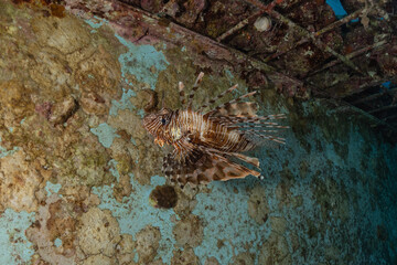 Lion fish in the Red Sea colorful fish, Eilat Israel
