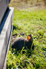 Grey baby rabbit on the grass. Vertical veiw