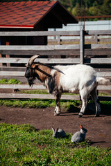 White goat with rabbits in farm in a mountain scenery